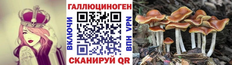 Купить  Макарьев  Галлюциногенные грибы Psilocybine cubensis 
